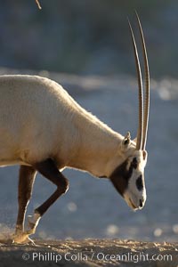 Arabian oryx.  The Arabian oryx is now extinct in the wild over its original range, which included the Sinai and Arabian peninsulas, Jordan, Syria and Iraq.  A small population of Arabian oryx have been reintroduced into the wild in Oman, with some success, Oryx leucoryx