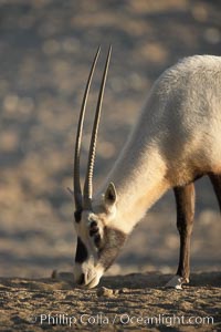 Arabian oryx.  The Arabian oryx is now extinct in the wild over its original range, which included the Sinai and Arabian peninsulas, Jordan, Syria and Iraq.  A small population of Arabian oryx have been reintroduced into the wild in Oman, with some success, Oryx leucoryx