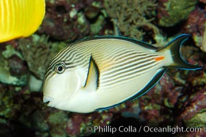 Arabian surgeonfish, Acanthurus sohal