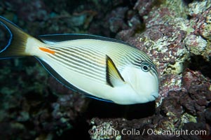 Arabian surgeonfish, Acanthurus sohal