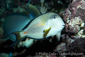 Arabian surgeonfish, Acanthurus sohal