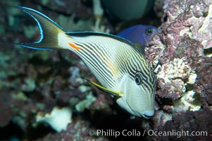 Arabian surgeonfish, Acanthurus sohal