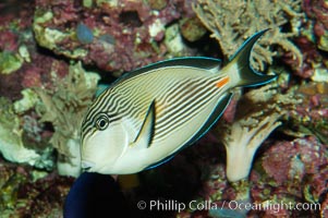 Arabian surgeonfish, Acanthurus sohal