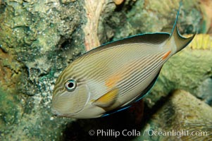 Sohal tang or Arabian surgeonfish, Acanthurus sohal