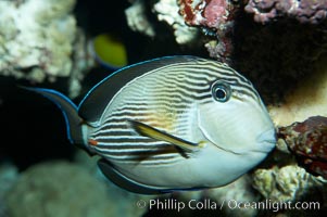 Arabian surgeonfish, Acanthurus sohal