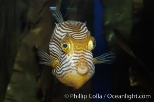 Ornate cowfish, male coloration, Aracana ornata