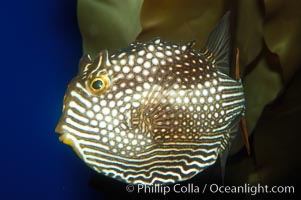 Ornate cowfish, female coloration, Aracana ornata