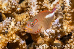 Arc-eye Hawkfish, Paracirrhites arcatus, Fiji, Paracirrhites arcatus, Namena Marine Reserve, Namena Island