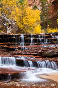 Archangel Falls in autumn, near the Subway in North Creek Canyon, with maples and cottonwoods turning fall colors, Zion National Park, Utah