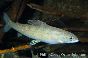 Arctic grayling, Thymallus arcticus arcticus