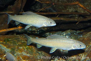 Arctic grayling, Thymallus arcticus arcticus