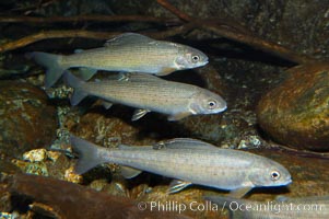 Arctic grayling, Thymallus arcticus arcticus