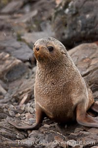 Antarctic fur seal, Arctocephalus gazella, Hercules Bay