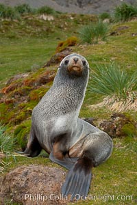 Antarctic fur seal, on grass slopes high above Fortuna Bay, Arctocephalus gazella