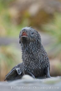 Antarctic fur seal, young pup, juvenile, Arctocephalus gazella, Fortuna Bay