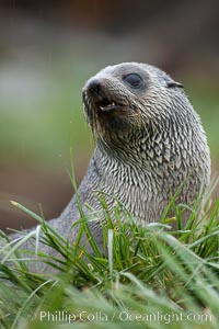 Antarctic fur seal, Arctocephalus gazella