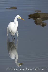 Great egret (white egret), Ardea alba, Upper Newport Bay Ecological Reserve, Newport Beach, California