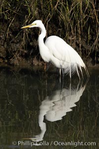 Great egret (white egret), Ardea alba, Upper Newport Bay Ecological Reserve, Newport Beach, California