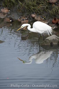 Great egret (white egret), Ardea alba, Upper Newport Bay Ecological Reserve, Newport Beach, California