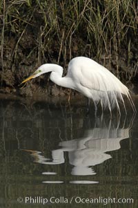 Great egret (white egret), Ardea alba, Upper Newport Bay Ecological Reserve, Newport Beach, California