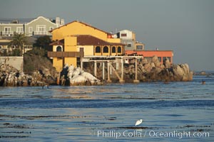 Great egret catches a fish while standing on floating kelp in front of Cannery Row buildings, along the Monterey waterfront, early morning, Ardea alba