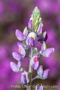 Arizona lupine is a common early spring ephemeral wildflower of the Colorado Desert.  The purple-pink flowers show a yellow spot on the upper petal, which changes in color to red once the flower has been pollinated to discourage insects from visiting it after pollination.  This photo shows both red and yellow petals.  Anza Borrego Desert State Park.