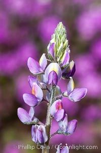 Arizona lupine is a common early spring ephemeral wildflower of the Colorado Desert.  The purple-pink flowers show a yellow spot on the upper petal, which changes in color to red once the flower has been pollinated to discourage insects from visiting it after pollination.  This photo shows both red and yellow petals.  Anza Borrego Desert State Park, Lupinus arizonicus, Anza-Borrego Desert State Park, Borrego Springs, California