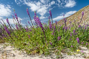 Lupine color the floor of the Borrego Valley in spring.  Heavy winter rains led to a historic springtime bloom in 2005, carpeting the entire desert in vegetation and color for months, Lupinus arizonicus, Anza-Borrego Desert State Park, Borrego Springs, California
