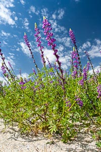 Lupine color the floor of the Borrego Valley in spring.  Heavy winter rains led to a historic springtime bloom in 2005, carpeting the entire desert in vegetation and color for months, Lupinus arizonicus, Anza-Borrego Desert State Park, Borrego Springs, California