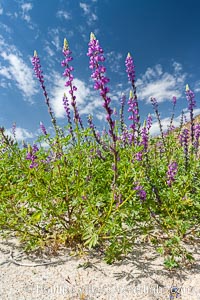 Lupine color the floor of the Borrego Valley in spring.  Heavy winter rains led to a historic springtime bloom in 2005, carpeting the entire desert in vegetation and color for months, Lupinus arizonicus, Anza-Borrego Desert State Park, Borrego Springs, California