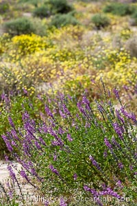 Lupine color the floor of the Borrego Valley in spring.  Heavy winter rains led to a historic springtime bloom in 2005, carpeting the entire desert in vegetation and color for months, Lupinus arizonicus, Anza-Borrego Desert State Park, Borrego Springs, California