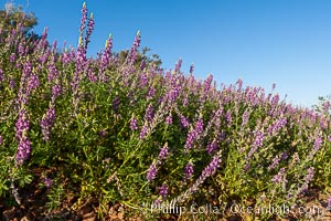 Lupine color the sides of the Borrego Valley in spring.  Heavy winter rains led to a historic springtime bloom in 2005, carpeting the entire desert in vegetation and color for months, Lupinus arizonicus, Anza-Borrego Desert State Park, Borrego Springs, California