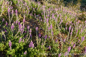 Lupine color the sides of the Borrego Valley in spring.  Heavy winter rains led to a historic springtime bloom in 2005, carpeting the entire desert in vegetation and color for months, Lupinus arizonicus, Anza-Borrego Desert State Park, Borrego Springs, California