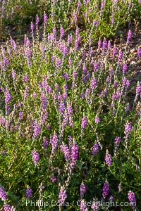 Lupine color the sides of the Borrego Valley in spring.  Heavy winter rains led to a historic springtime bloom in 2005, carpeting the entire desert in vegetation and color for months, Lupinus arizonicus, Anza-Borrego Desert State Park, Borrego Springs, California