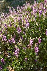 Lupine color the sides of the Borrego Valley in spring.  Heavy winter rains led to a historic springtime bloom in 2005, carpeting the entire desert in vegetation and color for months, Lupinus arizonicus, Anza-Borrego Desert State Park, Borrego Springs, California