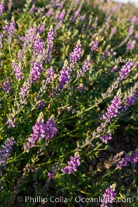 Lupine color the sides of the Borrego Valley in spring.  Heavy winter rains led to a historic springtime bloom in 2005, carpeting the entire desert in vegetation and color for months.