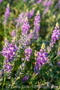 Lupine color the sides of the Borrego Valley in spring.  Heavy winter rains led to a historic springtime bloom in 2005, carpeting the entire desert in vegetation and color for months, Lupinus arizonicus, Anza-Borrego Desert State Park, Borrego Springs, California