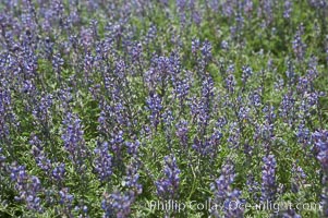 Arizona lupine blooms in spring in the hills above Anza-Borrego Desert State Park, Montezuma Drive, Lupinus arizonicus, Borrego Springs, California