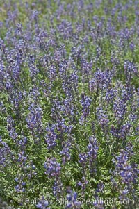 Arizona lupine blooms in spring in the hills above Anza-Borrego Desert State Park, Montezuma Drive, Lupinus arizonicus, Borrego Springs, California