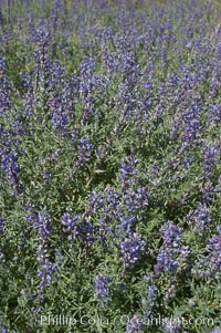 Arizona lupine blooms in spring in the hills above Anza-Borrego Desert State Park, Montezuma Drive, Lupinus arizonicus, Borrego Springs, California