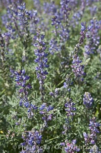 Arizona lupine blooms in spring in the hills above Anza-Borrego Desert State Park, Montezuma Drive, Lupinus arizonicus, Borrego Springs, California