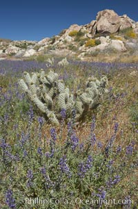 Arizona lupine blooms in spring in the hills above Anza-Borrego Desert State Park, Montezuma Drive, Lupinus arizonicus, Borrego Springs, California