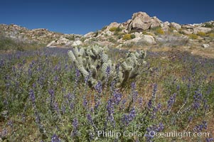 Arizona lupine blooms in spring in the hills above Anza-Borrego Desert State Park, Montezuma Drive, Lupinus arizonicus, Borrego Springs, California