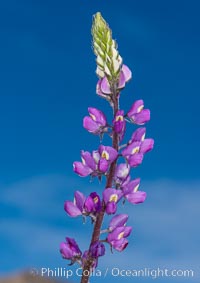 Arizona lupine is a common early spring ephemeral wildflower of the Colorado Desert. The purple-pink flowers show a yellow spot on the upper petal, which changes in color to red once the flower has been pollinated to discourage insects from visiting it after pollination, Anza-Borrego Desert State Park, Borrego Springs, California