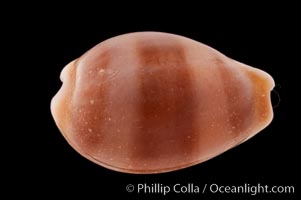 Artuffel's Cowrie, Cypraea artuffeli