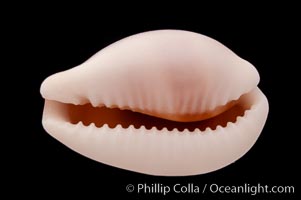 Artuffel's Cowrie, Cypraea artuffeli