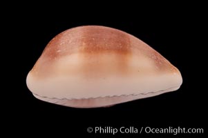 Artuffel's Cowrie, Cypraea artuffeli