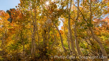 Aspen grove, Dunderberg Meadows, eastern Sierra Nevada, Sierra Nevada Mountains, California