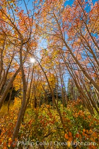 Aspen grove, Dunderberg Meadows, eastern Sierra Nevada, Sierra Nevada Mountains, California