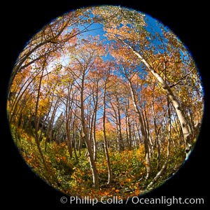 Aspen grove, Dunderberg Meadows, eastern Sierra Nevada, Sierra Nevada Mountains, California